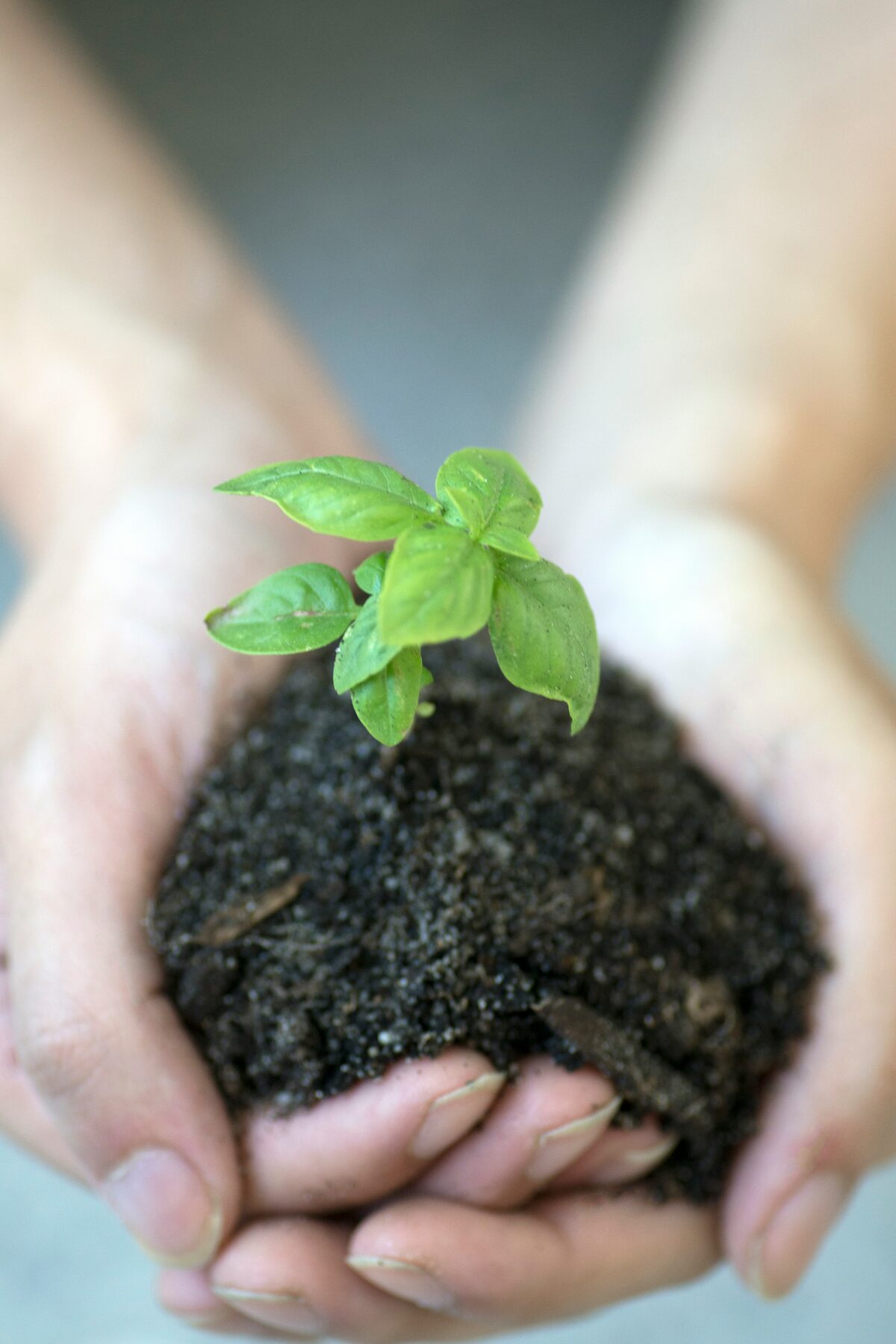 Hands cradling a small seedling, symbolizing fertility and new growth